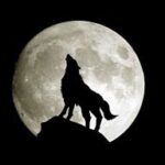 BlueWolf