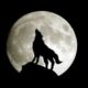 BlueWolf