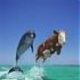 SkyRider88